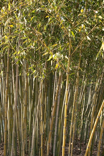 Bamboo